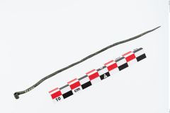 Foto von Bronzerollenkopfnadel (NHMW-PRAE-026533)